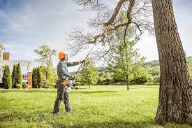 Reliable Palmer, AK Tree Services Solutions